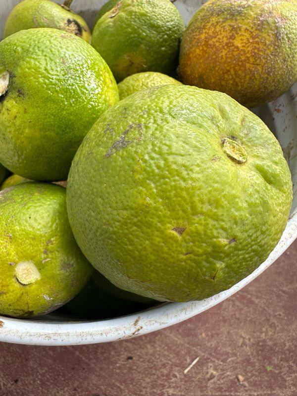 Sweet Lemon (LB)