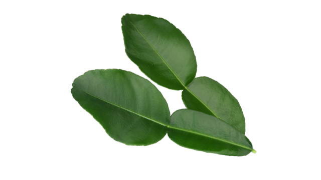 Kaffir Leaves