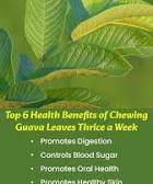Health Benefits of Chewing Guava Leaves Thrice a Week