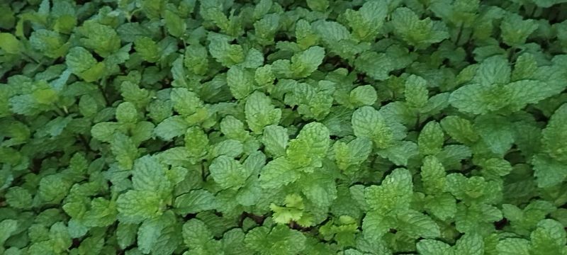 Fresh Mint