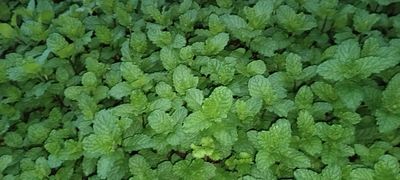 Fresh Mint
