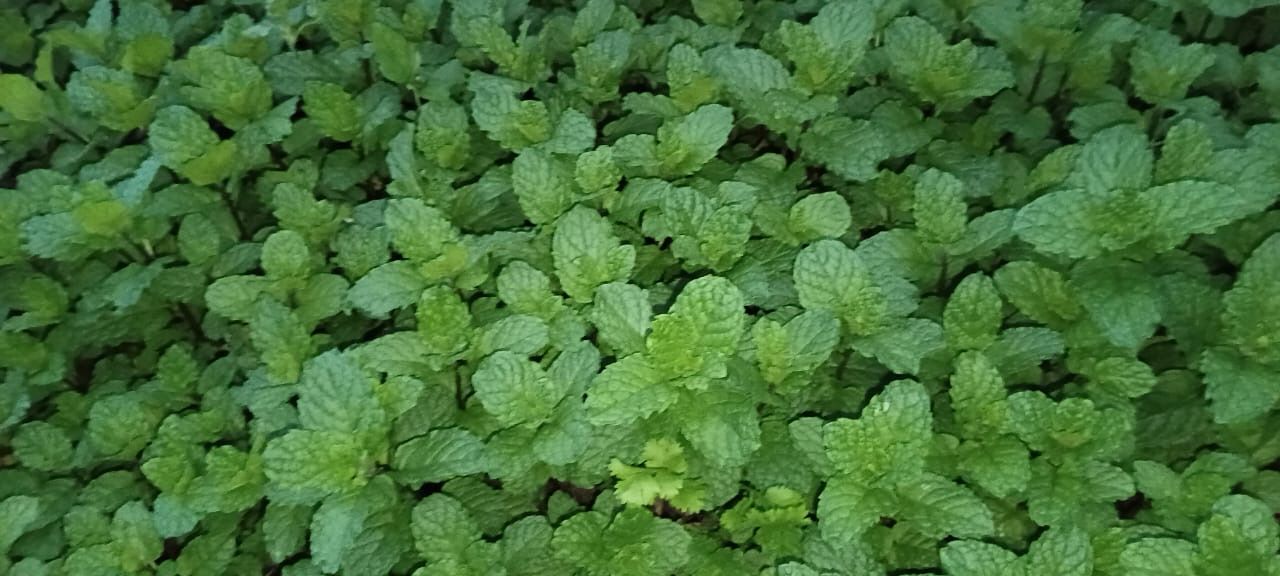 Fresh Mint