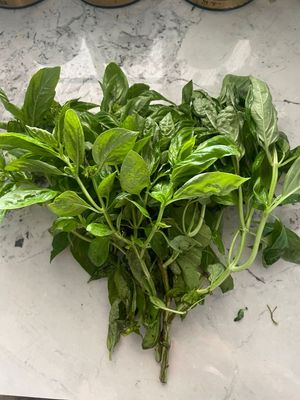Sweet Basil