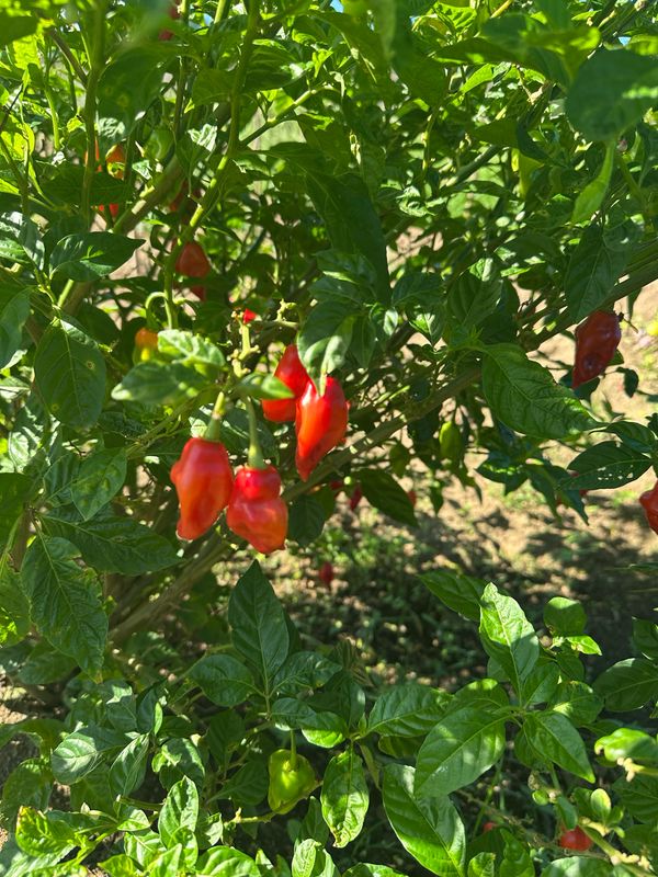 Flavor Pepper (half pound)
