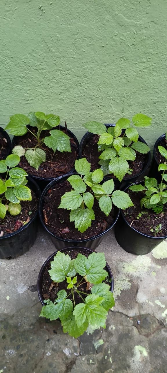 Thornless Raspberry Plant 