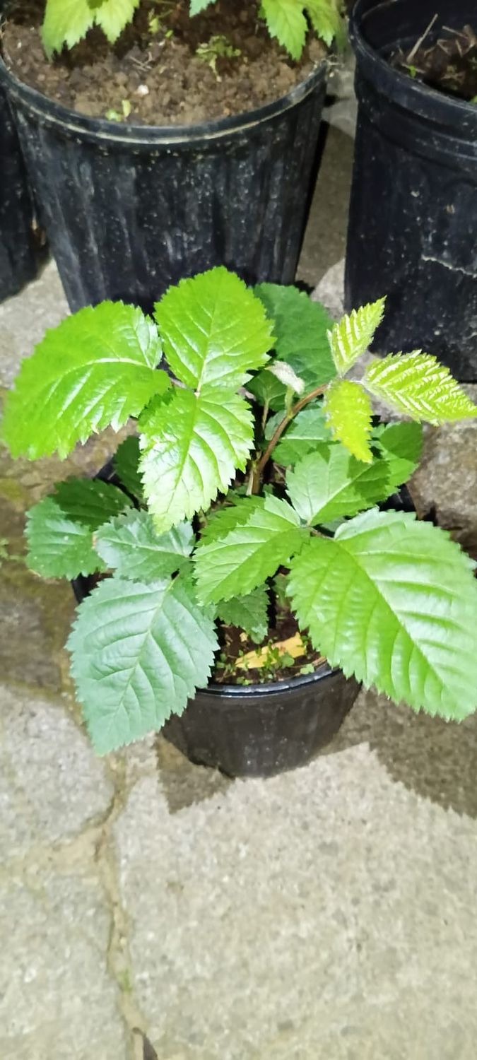 Blackberry Plant