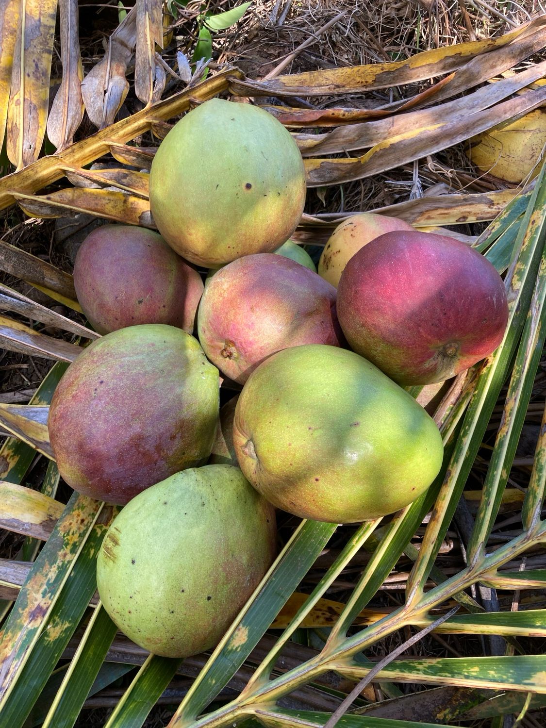 Sicilian Mango (Big Buff) (1)