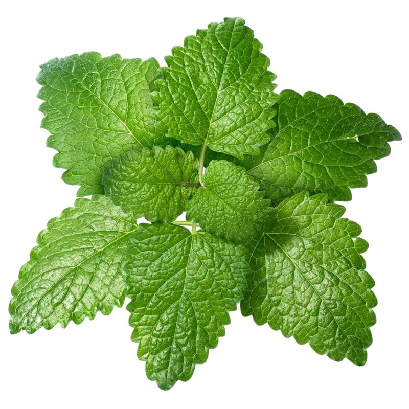 Lemon Balm Pesto