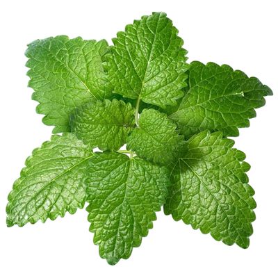 Lemon Balm Pesto