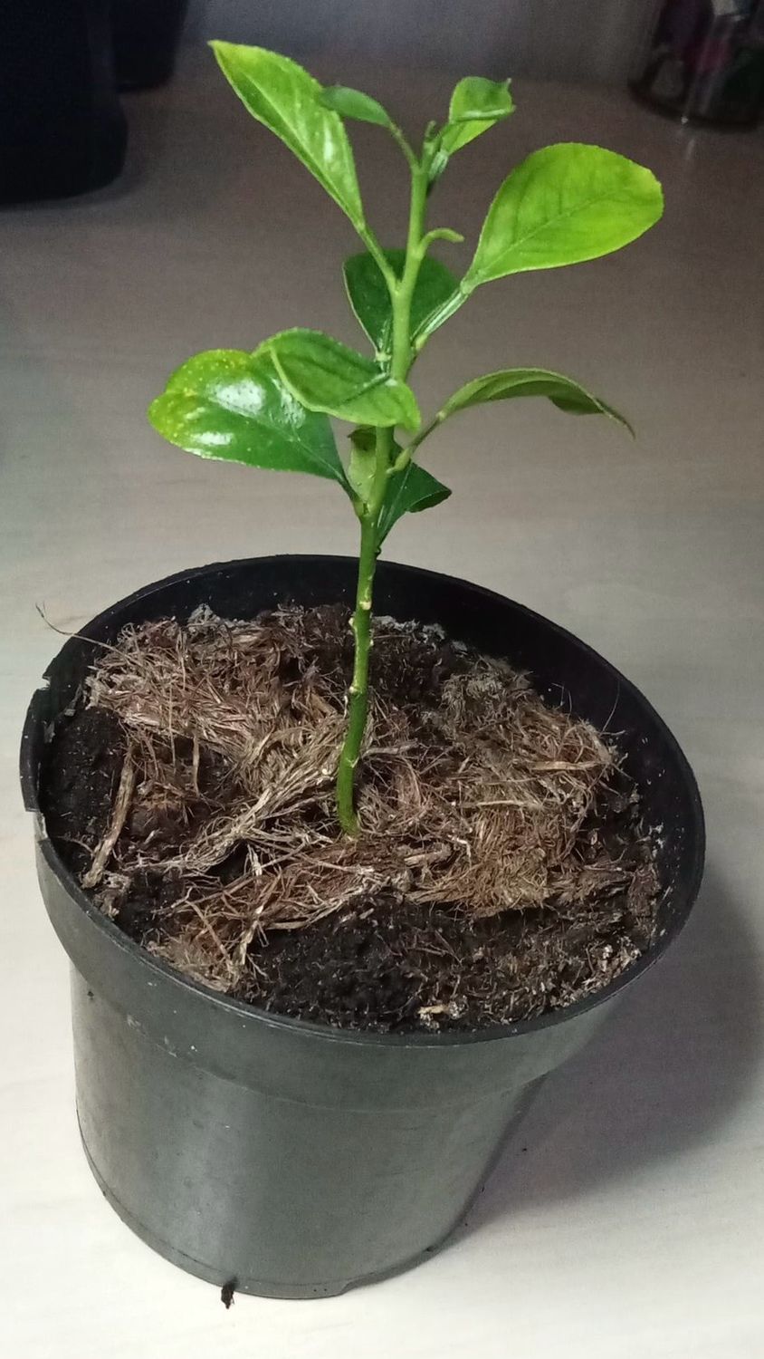 Lemon Seedling 
