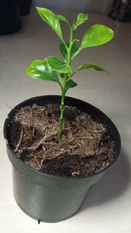 Lemon Seedling 