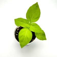 Lemon Basil Seedlings 