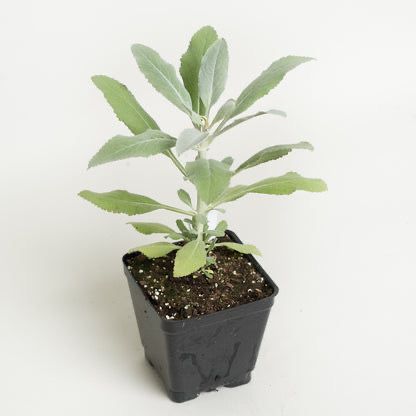 White Sage Seedling
