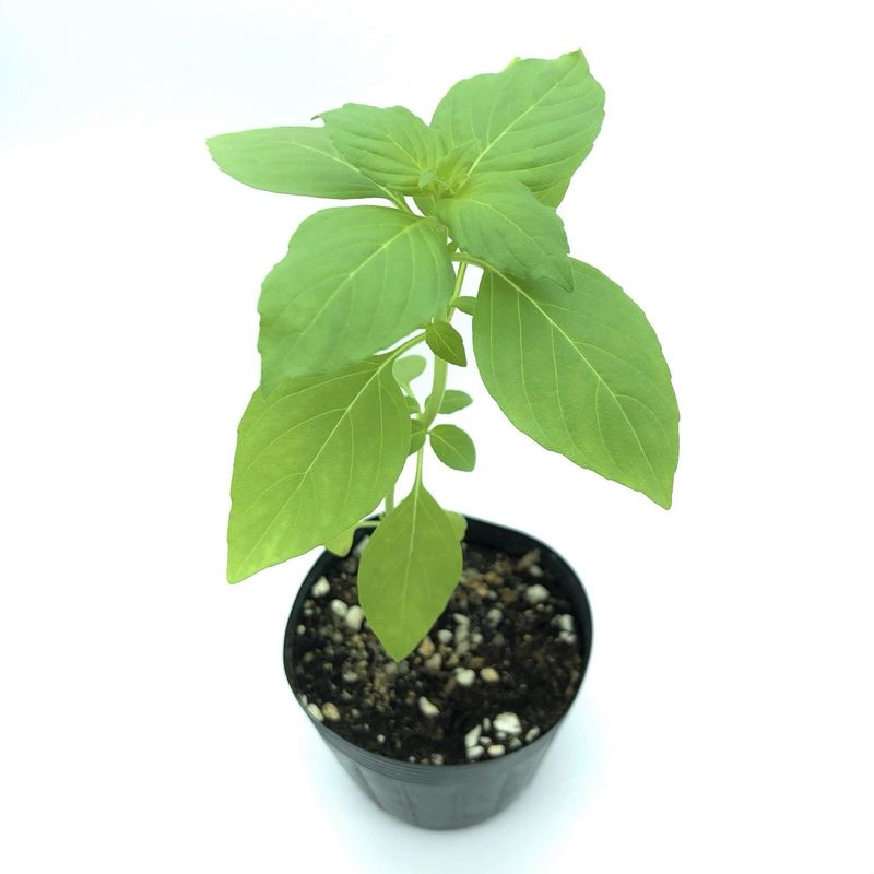  Vicks Mint Seedling