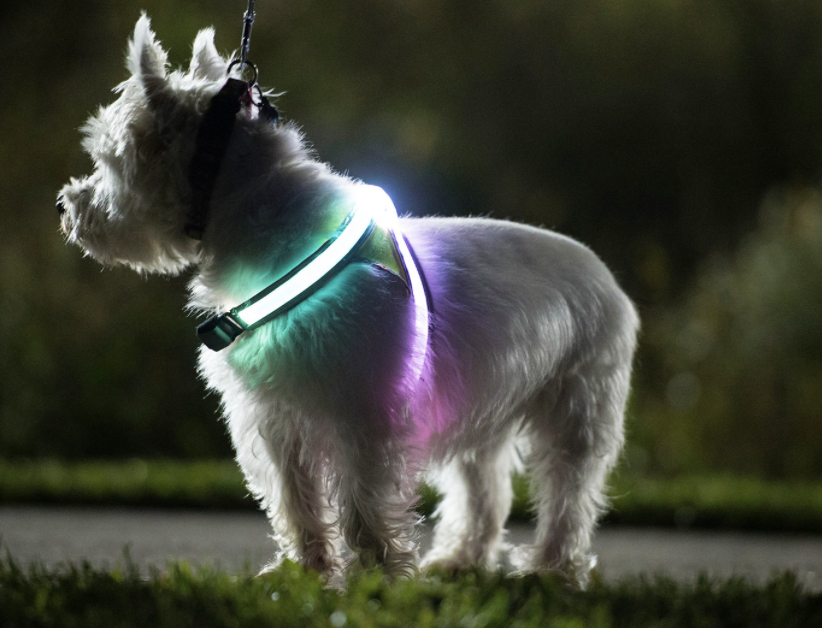 dog harness led
