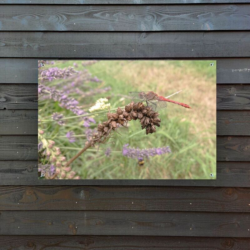 Tuinposter libelle 120 x 80 cm.
