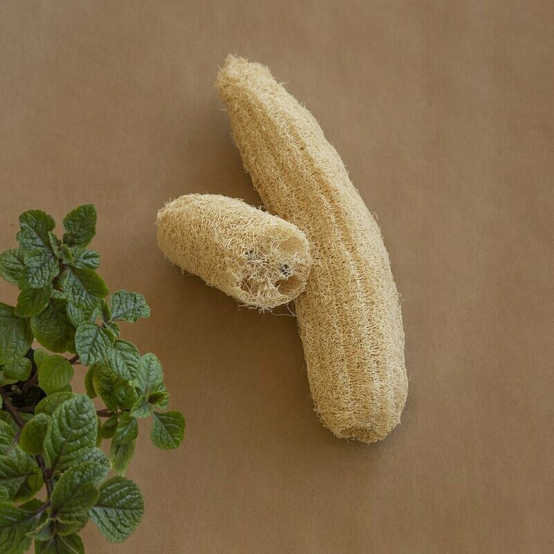 Esponja vegetal grande