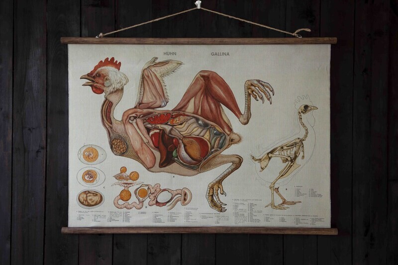 Anatomie van de kip