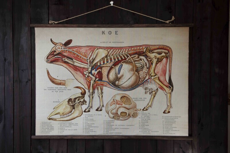 Anatomie van de koe