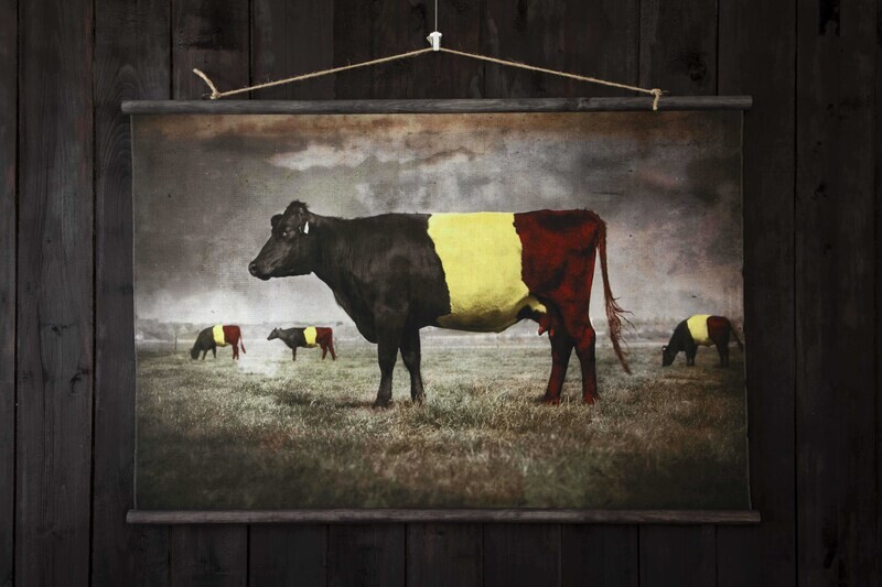 Belgian Cow