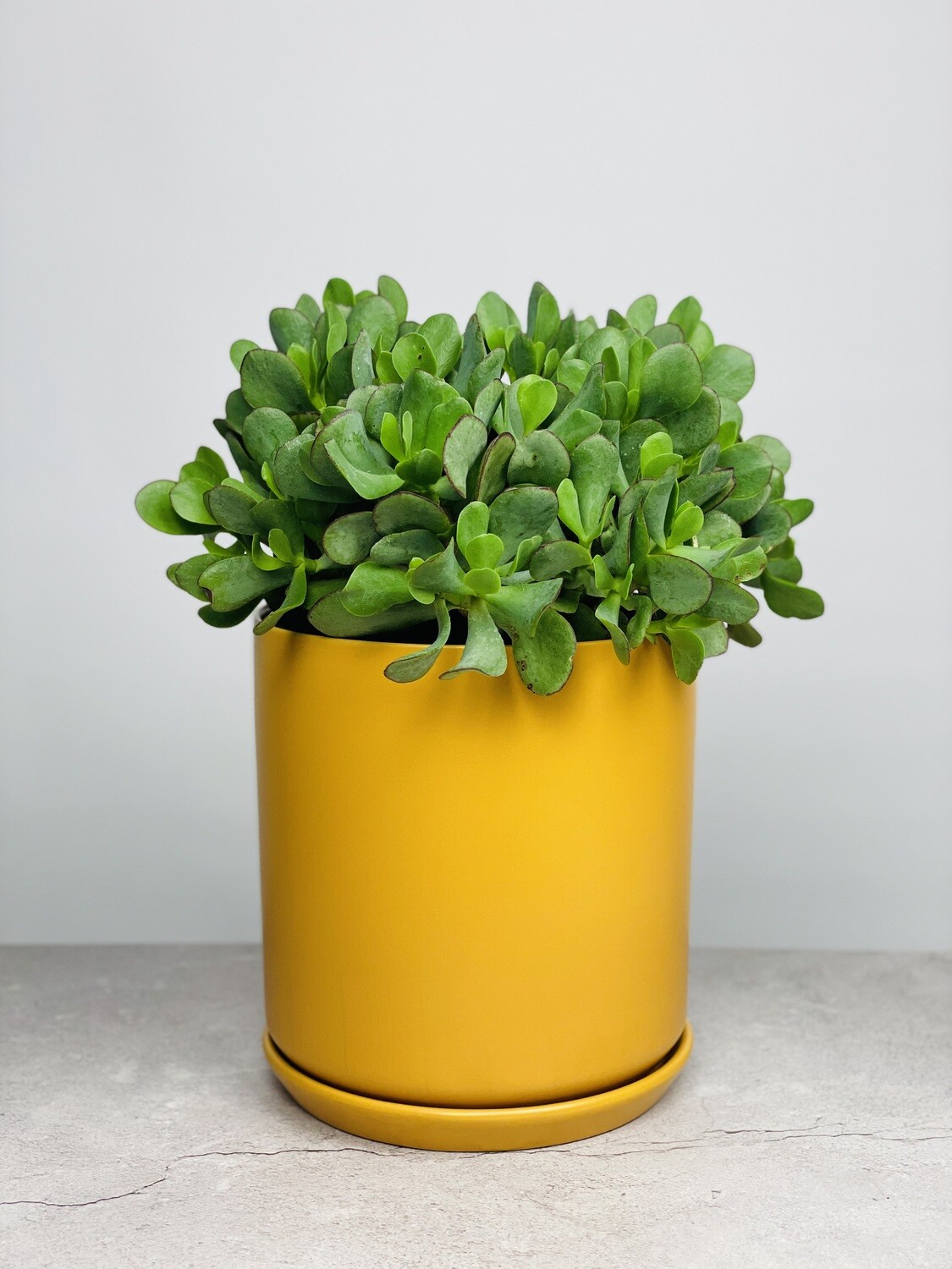 Large Potted Jade