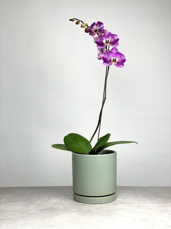 Potted Orchid