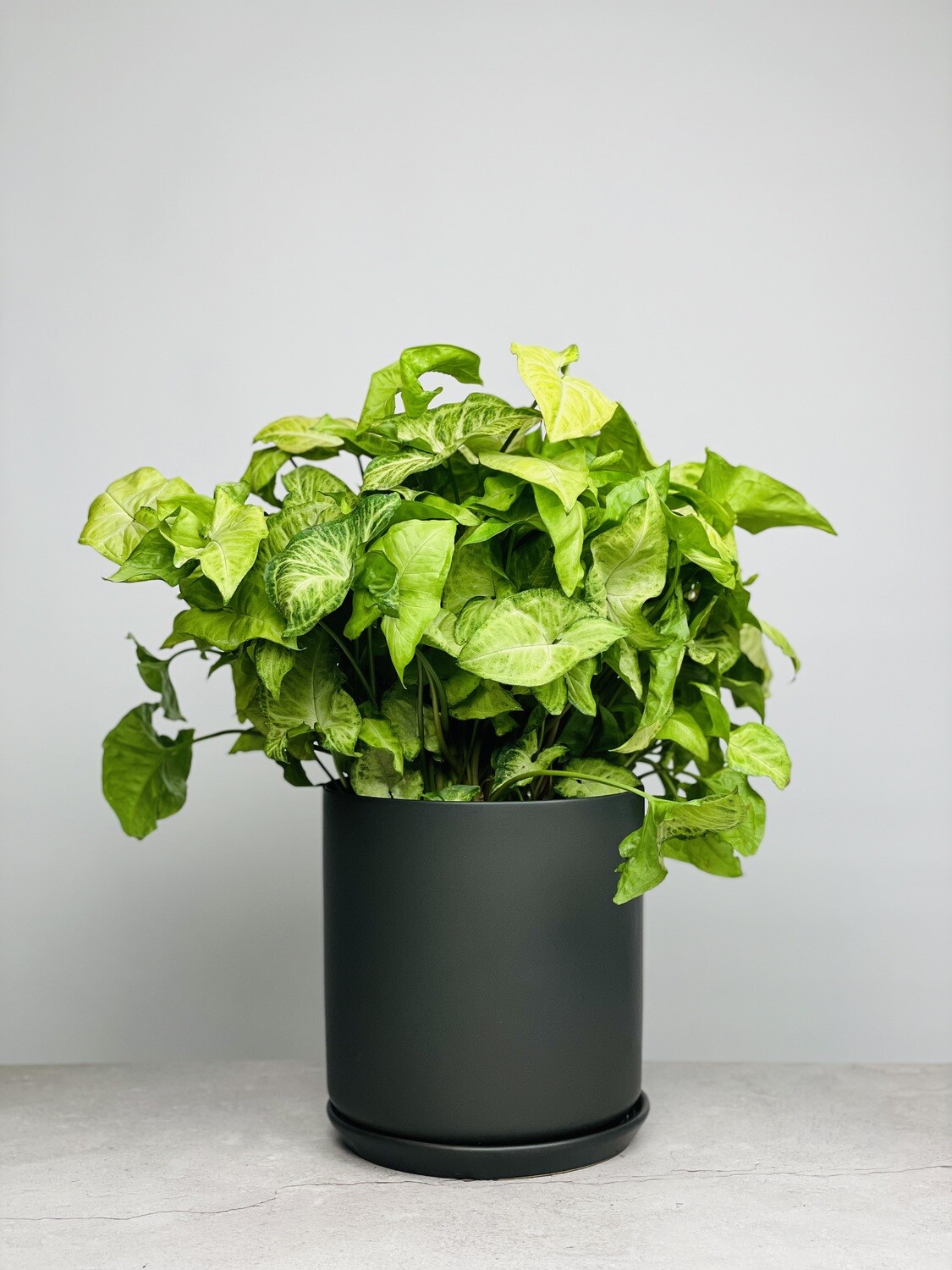 Potted Syngonium