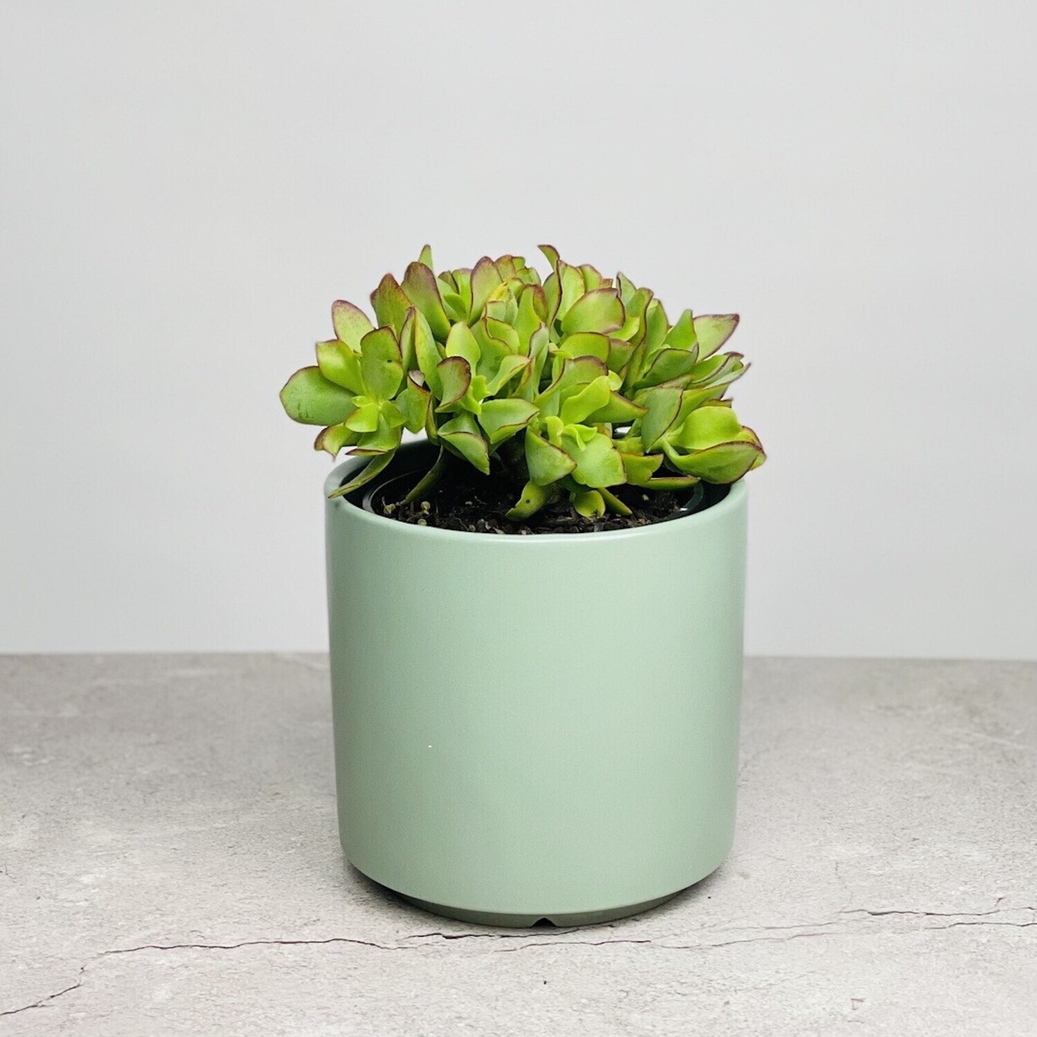 Small Potted Jade