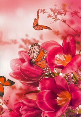 Harmony of Flowers & Butterfly