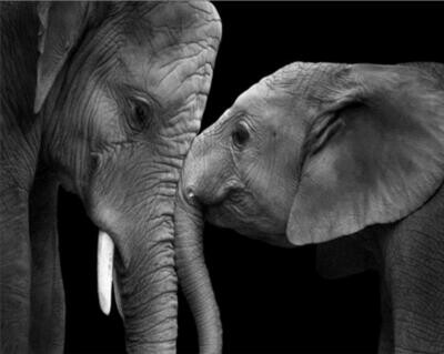 Black & White Elephant