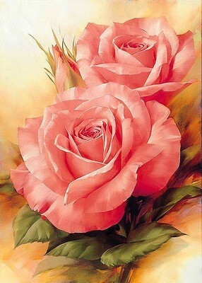Bloomed Pink Roses