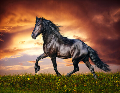 Diamond Painting- Friesian Horse Diamond Painting- Friesian Horse