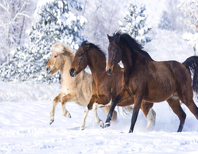 Diamond Painting- Horses in the Snow