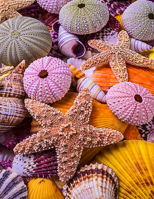 Diamond Painting- Collectible Sea Shells