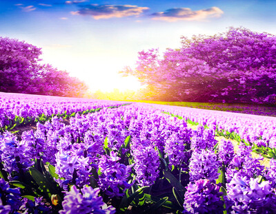 Diamond Painting- Field of Lavender Diamond Painting- Field of Lavender