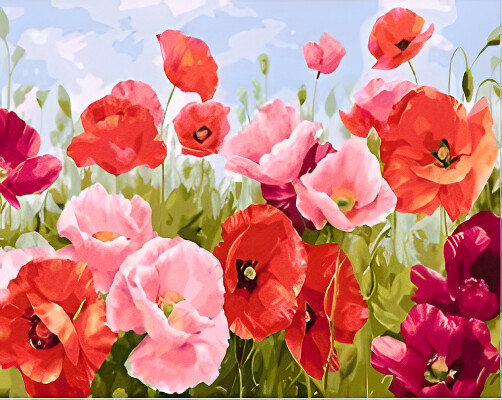 Poppy Flowers