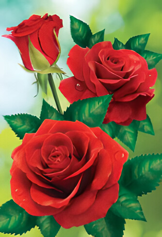 Rose