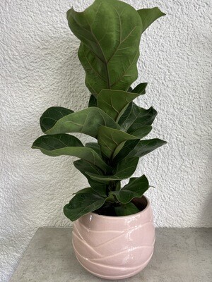 Plante verte Ficus Lyrata