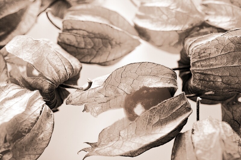 Limited Edition Photographic Print - Physalis Fruit