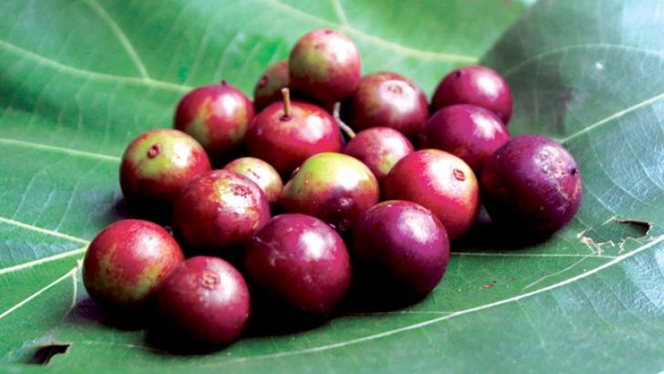 Very Rare the Governor&#39;s Plum uguressa Flacourtia indica Healthy Fruits 20+Seeds Non GMO Free Shipping