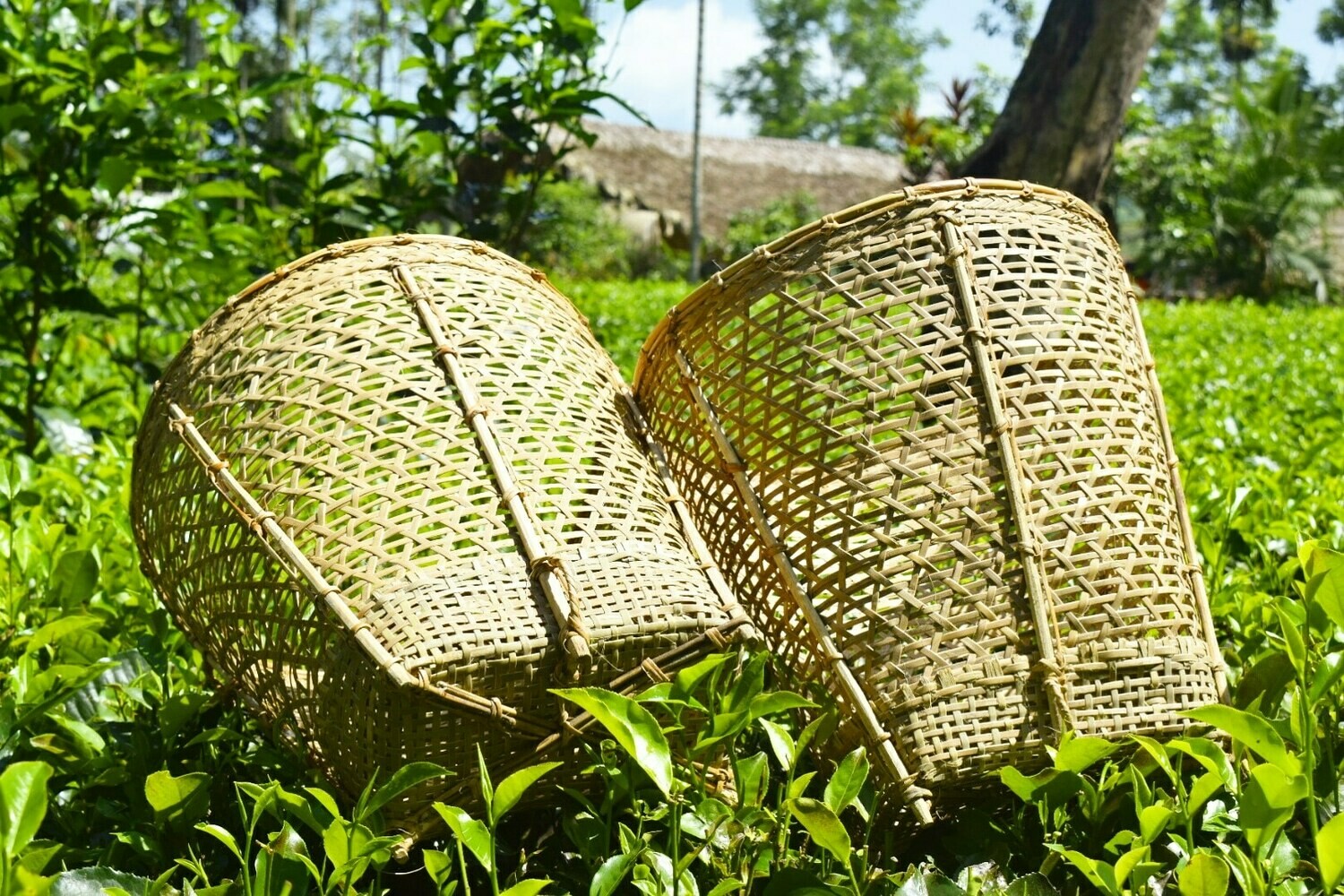 Bamboo Basket (Tzsong) 
Buy now.