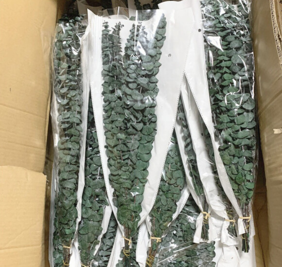 Getrockneter Eukalyptus "Guunii" I Grün (1 Bund)