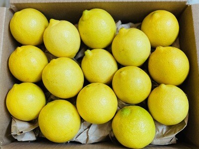 Extra Large Lemons
