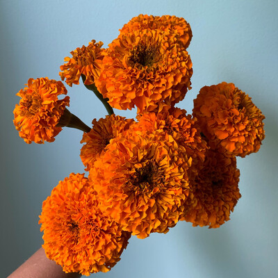 Giant African Marigold Seeds