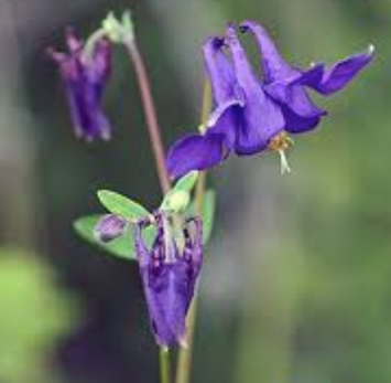 Purple Columbine Aquilegia Seeds