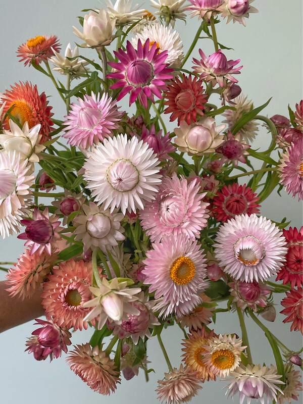 Everlasting bloom seed collection featuring cut flower varieties that produce blooms ideal for drying and long-lasting blooms