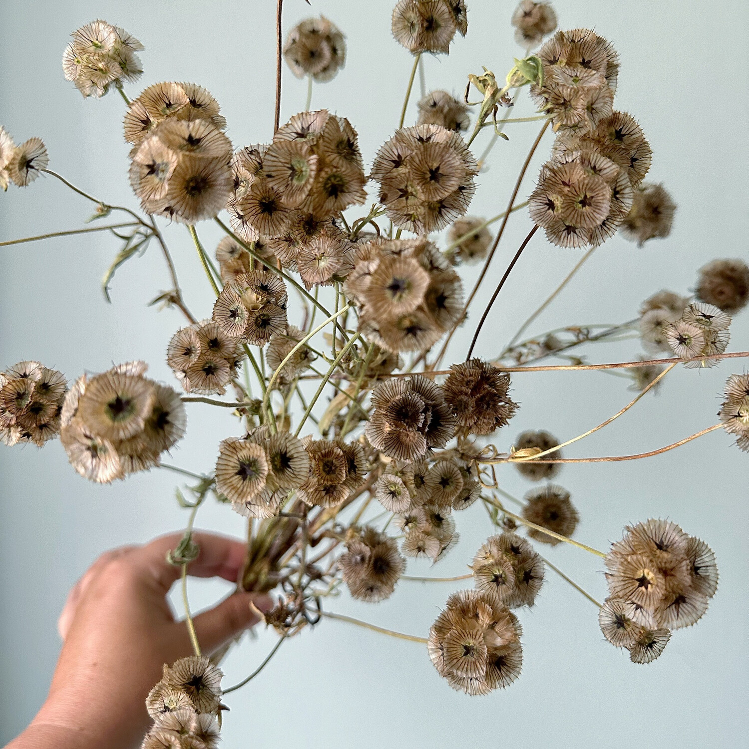 Starflower Scabiosa Seeds (Scabiosa stellata) | Pods for Drying & Design