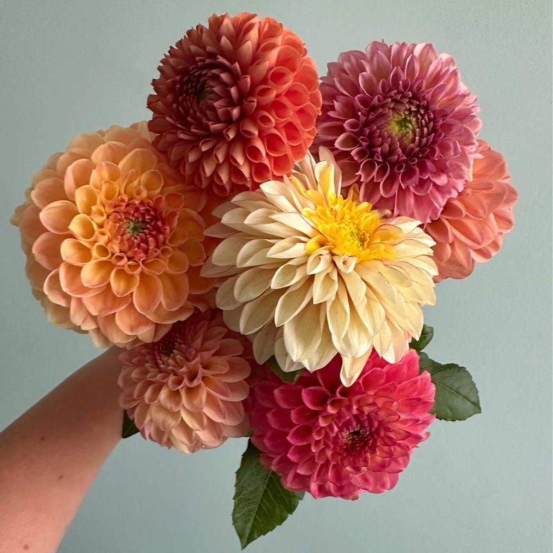 Dahlia Bouquet