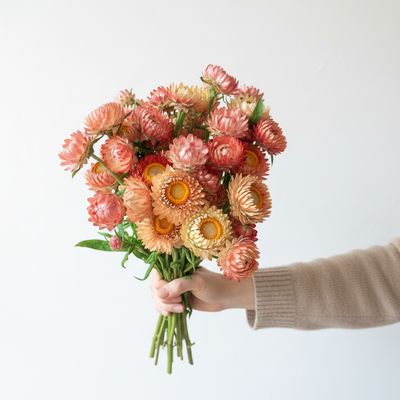 Apricot Mix Strawflower Seed (Xerochrysum bracteatum)