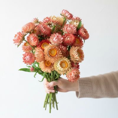 Apricot Mix Strawflower Seed (Xerochrysum bracteatum)